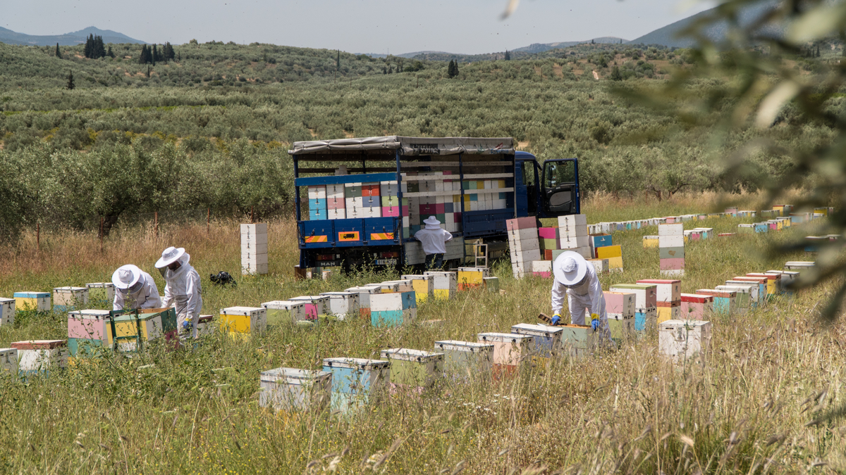 Nomadic bee keeping techniques in the fields of Greece.